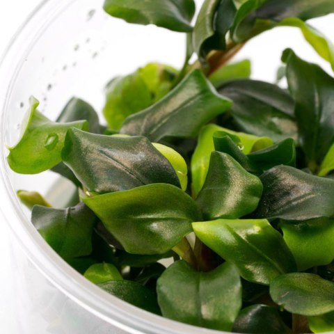 Bucephalandra 'Wavy Green'- roślina invitro mały kubek Bucephalandra 'Wavy Green'- roślina invitro mały kubek