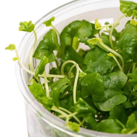 Eco Plant - Cardamine Lyrata - InVitro mały kubek Eco Plant - Cardamine Lyrata - InVitro mały kubek