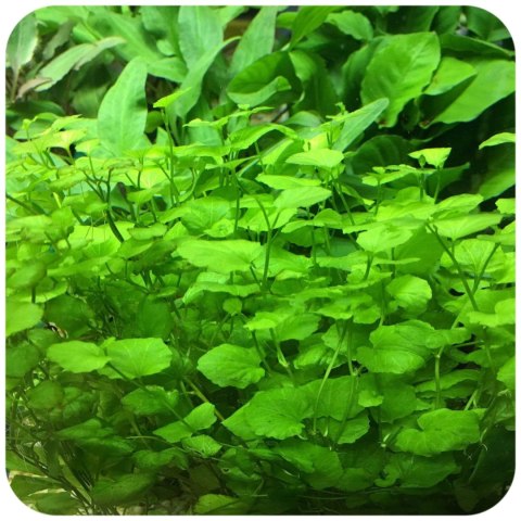 Eco Plant - Cardamine Lyrata - InVitro mały kubek Eco Plant - Cardamine Lyrata - InVitro mały kubek