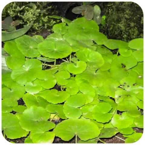 Eco Plant - Cardamine Lyrata - InVitro mały kubek Eco Plant - Cardamine Lyrata - InVitro mały kubek