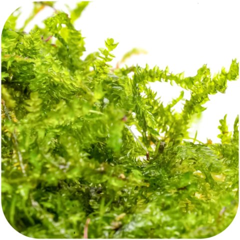 Eco Plant - China Moss - InVitro mały kubek Eco Plant - China Moss - InVitro mały kubek