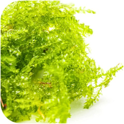 Eco Plant - China Moss - InVitro mały kubek Eco Plant - China Moss - InVitro mały kubek