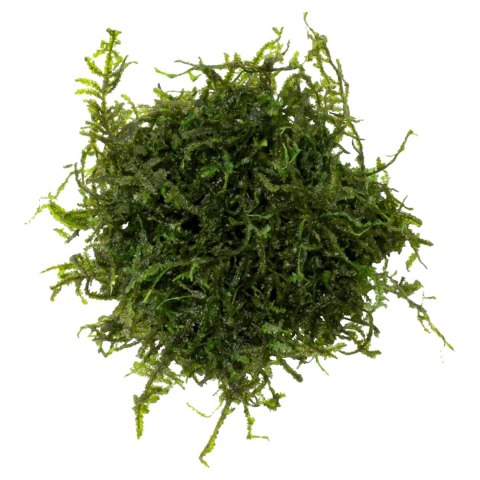 Eco Plant - Christmas Moss - InVitro mały kubek Eco Plant - Christmas Moss - InVitro mały kubek