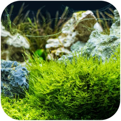 Eco Plant - Christmas Moss - InVitro mały kubek Eco Plant - Christmas Moss - InVitro mały kubek