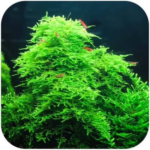 Eco Plant - Christmas Moss - InVitro mały kubek Eco Plant - Christmas Moss - InVitro mały kubek