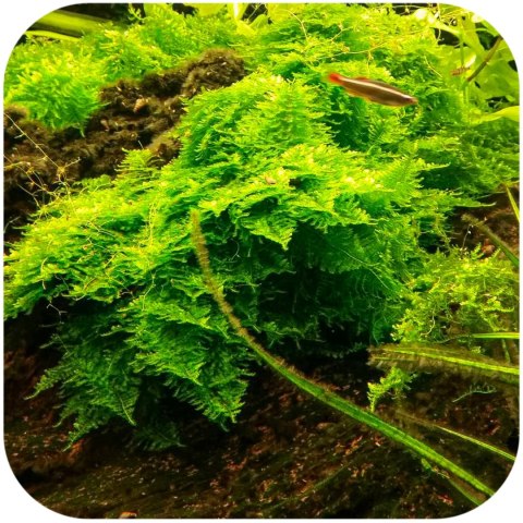 Eco Plant - Christmas Moss - InVitro mały kubek Eco Plant - Christmas Moss - InVitro mały kubek