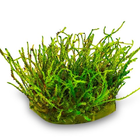 Eco Plant - Creeping Moss - InVitro mały kubek Eco Plant - Creeping Moss - InVitro mały kubek
