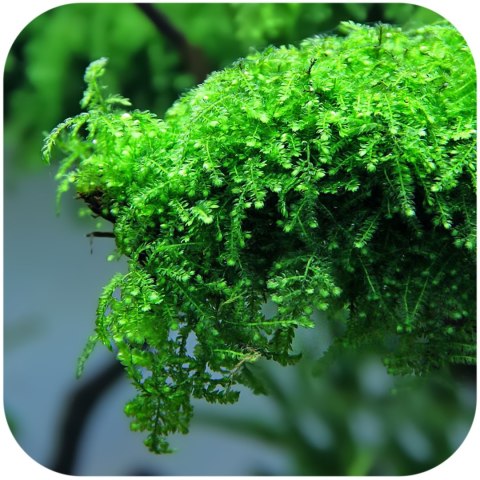 Eco Plant - Creeping Moss - InVitro mały kubek Eco Plant - Creeping Moss - InVitro mały kubek