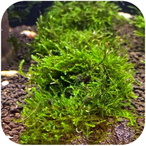 Eco Plant - Creeping Moss - InVitro mały kubek Eco Plant - Creeping Moss - InVitro mały kubek