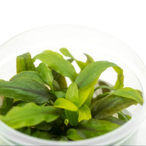 Eco Plant - Cryptocoryne Undulata 'green' - InVitro mały kubek Eco Plant - Cryptocoryne Undulata 'green' - InVitro mały kubek