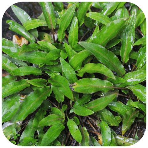 Eco Plant - Cryptocoryne Undulata 'green' - InVitro mały kubek Eco Plant - Cryptocoryne Undulata 'green' - InVitro mały kubek