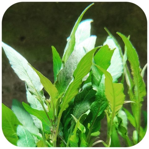 Eco Plant - Cryptocoryne Undulata 'green' - InVitro mały kubek Eco Plant - Cryptocoryne Undulata 'green' - InVitro mały kubek