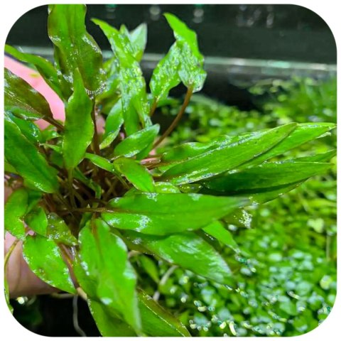 Eco Plant - Cryptocoryne Undulata 'green' - InVitro mały kubek Eco Plant - Cryptocoryne Undulata 'green' - InVitro mały kubek