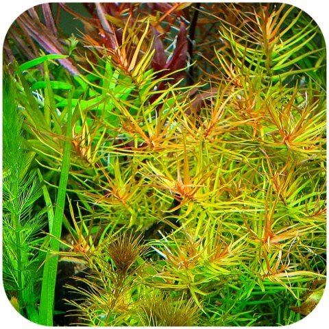 Eco Plant - Didiplis Diandra - InVitro mały kubek Eco Plant - Didiplis Diandra - InVitro mały kubek