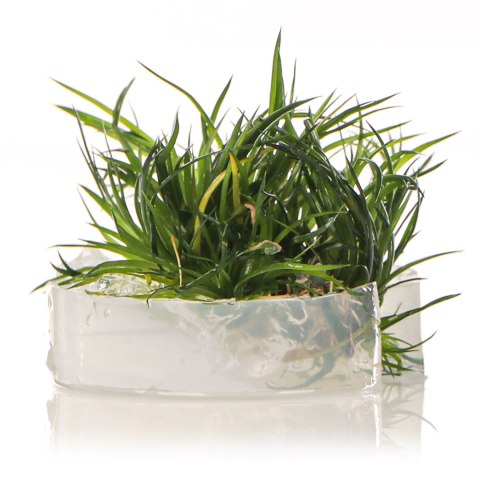 Eco Plant - Eriocaulon Cinereum - InVitro mały kubek Eco Plant - Eriocaulon Cinereum - InVitro mały kubek