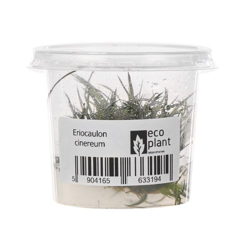 Eco Plant - Eriocaulon Cinereum - InVitro mały kubek Eco Plant - Eriocaulon Cinereum - InVitro mały kubek