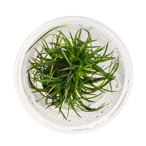 Eco Plant - Eriocaulon Cinereum - InVitro mały kubek Eco Plant - Eriocaulon Cinereum - InVitro mały kubek
