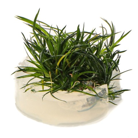 Eco Plant - Eriocaulon Cinereum - InVitro mały kubek Eco Plant - Eriocaulon Cinereum - InVitro mały kubek