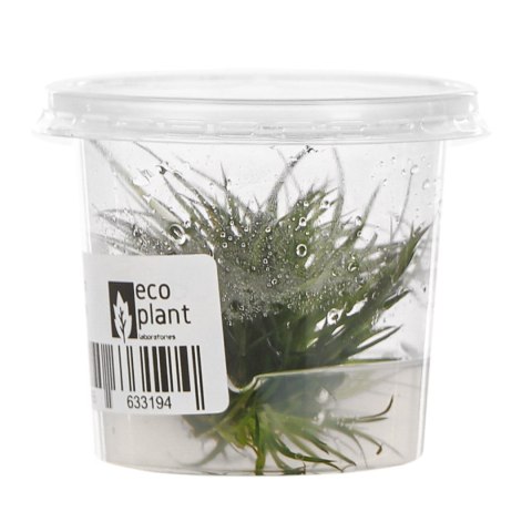 Eco Plant - Eriocaulon Cinereum - InVitro mały kubek Eco Plant - Eriocaulon Cinereum - InVitro mały kubek