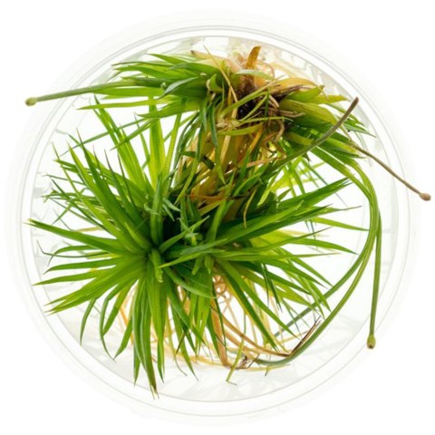 Eco Plant - Eriocaulon Cinereum - InVitro mały kubek Eco Plant - Eriocaulon Cinereum - InVitro mały kubek