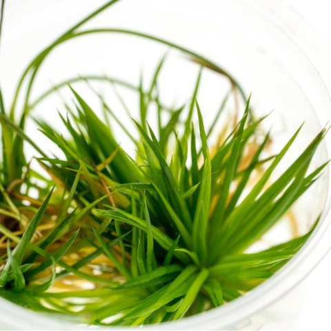 Eco Plant - Eriocaulon Cinereum - InVitro mały kubek Eco Plant - Eriocaulon Cinereum - InVitro mały kubek