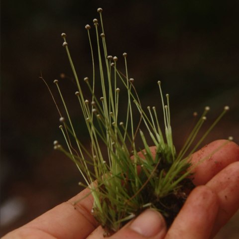 Eco Plant - Eriocaulon Cinereum - InVitro mały kubek Eco Plant - Eriocaulon Cinereum - InVitro mały kubek