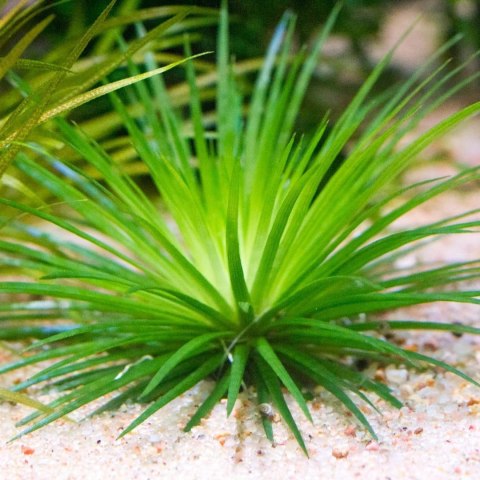 Eco Plant - Eriocaulon Cinereum - InVitro mały kubek Eco Plant - Eriocaulon Cinereum - InVitro mały kubek