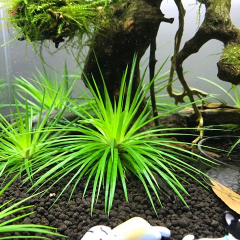 Eco Plant - Eriocaulon Cinereum - InVitro mały kubek Eco Plant - Eriocaulon Cinereum - InVitro mały kubek