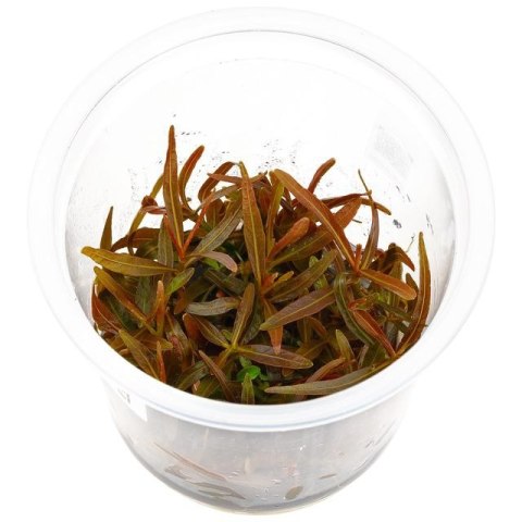 Eco Plant - Hygrophila 'Tiger' - Invitro mały kubek Eco Plant - Hygrophila 'Tiger' - Invitro mały kubek