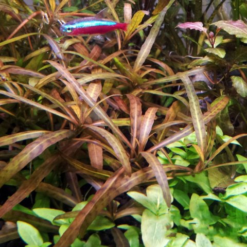Eco Plant - Hygrophila 'Tiger' - Invitro mały kubek Eco Plant - Hygrophila 'Tiger' - Invitro mały kubek