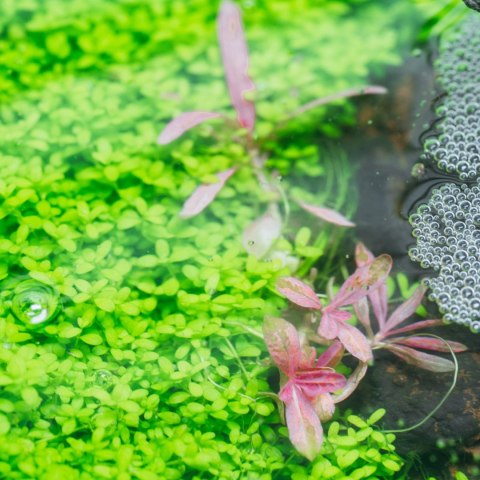 Eco Plant - Hygrophila 'Tiger' - Invitro mały kubek Eco Plant - Hygrophila 'Tiger' - Invitro mały kubek
