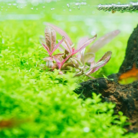 Eco Plant - Hygrophila 'Tiger' - Invitro mały kubek Eco Plant - Hygrophila 'Tiger' - Invitro mały kubek