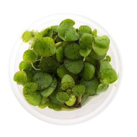 Eco Plant - Limnobium laevigatum - roślina invitro mały kubek Eco Plant - Limnobium laevigatum - roślina invitro mały kubek