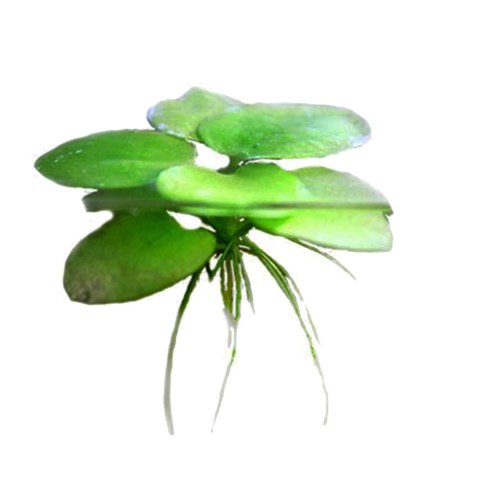 Eco Plant - Limnobium laevigatum - roślina invitro mały kubek Eco Plant - Limnobium laevigatum - roślina invitro mały kubek