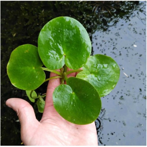 Eco Plant - Limnobium laevigatum - roślina invitro mały kubek Eco Plant - Limnobium laevigatum - roślina invitro mały kubek