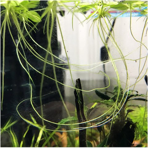 Eco Plant - Limnobium laevigatum - roślina invitro mały kubek Eco Plant - Limnobium laevigatum - roślina invitro mały kubek