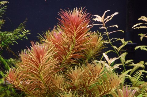 Eco Plant - Limnophila Hippuroides - Invitro mały kubek Eco Plant - Limnophila Hippuroides - Invitro mały kubek