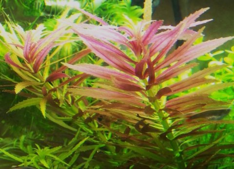 Eco Plant - Limnophila Hippuroides - Invitro mały kubek Eco Plant - Limnophila Hippuroides - Invitro mały kubek