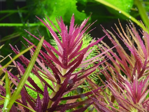 Eco Plant - Limnophila Hippuroides - Invitro mały kubek Eco Plant - Limnophila Hippuroides - Invitro mały kubek