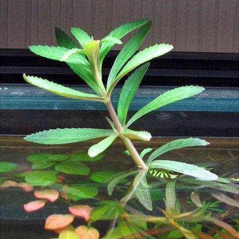 Eco Plant - Limnophila Hippuroides - Invitro mały kubek Eco Plant - Limnophila Hippuroides - Invitro mały kubek
