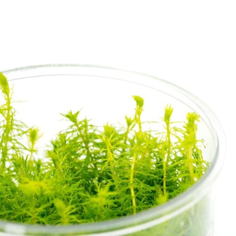 Eco Plant - Myriophyllum Simulans - Invitro mały kubek
