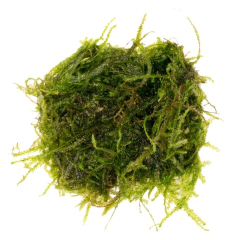 Eco Plant - Peacock Moss - InVitro mały kubek Eco Plant - Peacock Moss - InVitro mały kubek
