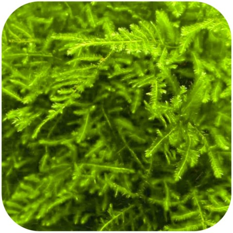 Eco Plant - Peacock Moss - InVitro mały kubek Eco Plant - Peacock Moss - InVitro mały kubek