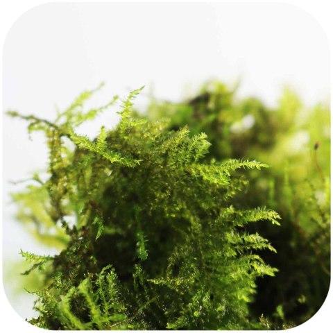 Eco Plant - Peacock Moss - InVitro mały kubek Eco Plant - Peacock Moss - InVitro mały kubek