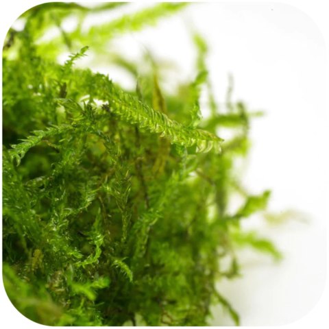 Eco Plant - Peacock Moss - InVitro mały kubek Eco Plant - Peacock Moss - InVitro mały kubek