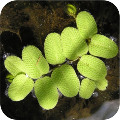 Eco Plant - Salvina Natans - roślina pływająca mały kubek Eco Plant - Salvina Natans - roślina pływająca mały kubek