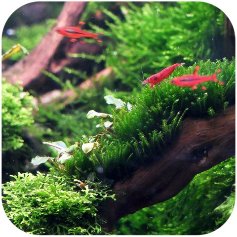 Eco Plant - Spiky Moss - InVitro mały kubek Eco Plant - Spiky Moss - InVitro mały kubek
