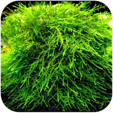 Eco Plant - Spiky Moss - InVitro mały kubek Eco Plant - Spiky Moss - InVitro mały kubek