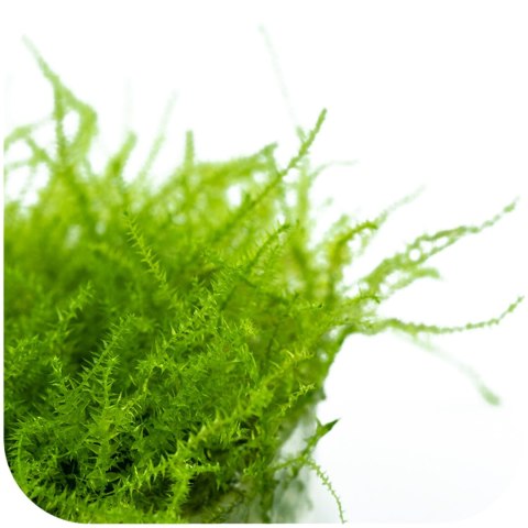 Eco Plant - Stringy Moss - InVitro mały kubek Eco Plant - Stringy Moss - InVitro mały kubek