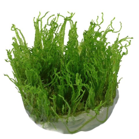 Eco Plant - Taiwan Moss - InVitro mały kubek Eco Plant - Taiwan Moss - InVitro mały kubek